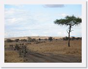 18TarangirePMGameDrive - 24 * Zebra and Wildebeest.